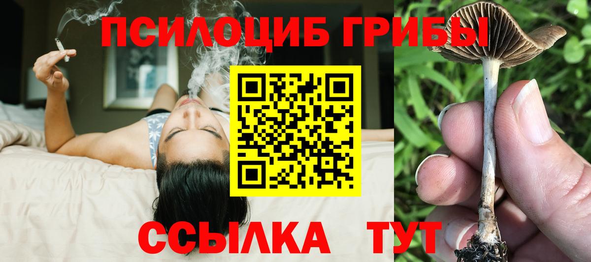 Псилоцибиновые грибы Psilocybine cubensis Калининград